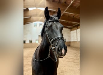 Schweres Warmblut, Stute, 9 Jahre, 168 cm, Rappe
