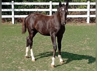 Schweres Warmblut, Stute, Fohlen (03/2026), 164 cm, Rappe