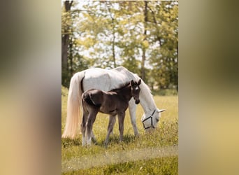Schweres Warmblut, Stute, Fohlen (04/2026), Rappe