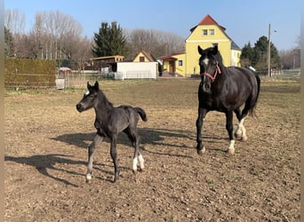 Schweres Warmblut, Stute, Fohlen (03/2025), Rappe