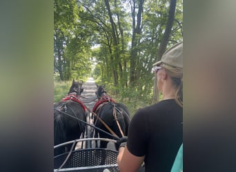 Schweres Warmblut, Wałach, 10 lat, 165 cm, Kara