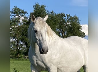 Schweres Warmblut, Wałach, 13 lat, 166 cm, Siwa w hreczce