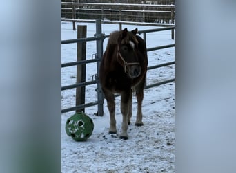 Schweres Warmblut, Wałach, 2 lat, 155 cm