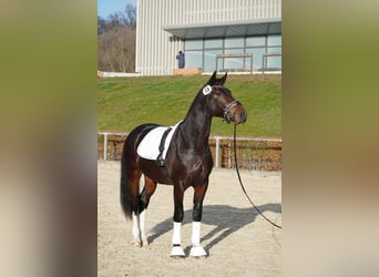 Schweres Warmblut, Wałach, 2 lat, 163 cm, Ciemnogniada