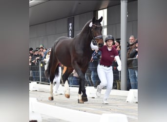 Schweres Warmblut, Wałach, 2 lat, 163 cm, Ciemnogniada