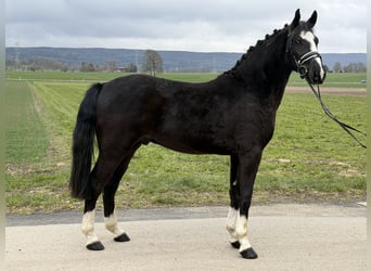 Schweres Warmblut, Wałach, 3 lat, 158 cm, Kara