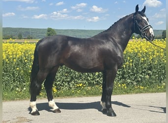 Schweres Warmblut, Wałach, 3 lat, 160 cm, Ciemnogniada