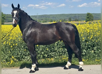 Schweres Warmblut, Wałach, 3 lat, 160 cm, Ciemnogniada