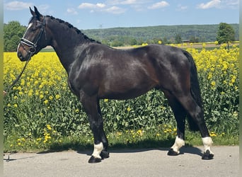 Schweres Warmblut, Wałach, 3 lat, 160 cm, Ciemnogniada
