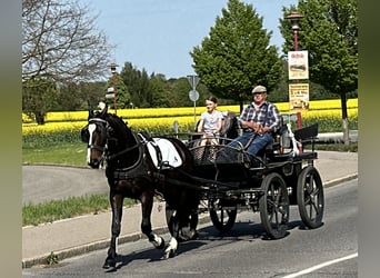 Schweres Warmblut, Wałach, 3 lat, 160 cm, Ciemnogniada