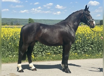 Schweres Warmblut, Wałach, 3 lat, 160 cm, Ciemnogniada