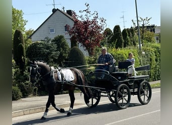 Schweres Warmblut, Wałach, 3 lat, 160 cm, Ciemnogniada
