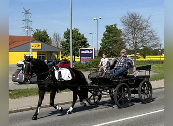 Schweres Warmblut, Wałach, 3 lat, 160 cm, Ciemnogniada