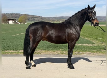 Schweres Warmblut, Wałach, 3 lat, 160 cm, Ciemnogniada