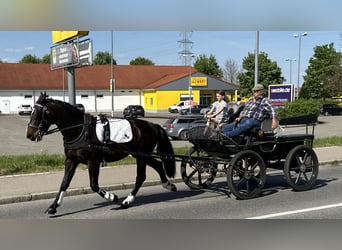 Schweres Warmblut, Wałach, 3 lat, 160 cm, Ciemnogniada
