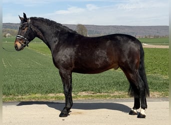 Schweres Warmblut, Wałach, 3 lat, 160 cm, Ciemnogniada