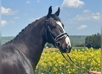 Schweres Warmblut, Wałach, 3 lat, 160 cm, Ciemnogniada