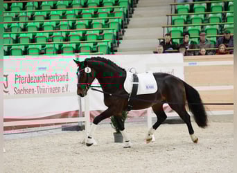 Schweres Warmblut, Wałach, 3 lat, 162 cm, Ciemnogniada