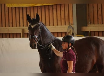 Schweres Warmblut, Wałach, 3 lat, 162 cm, Gniada
