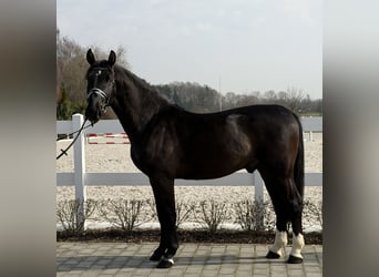 Schweres Warmblut, Wałach, 3 lat, 162 cm, Kara