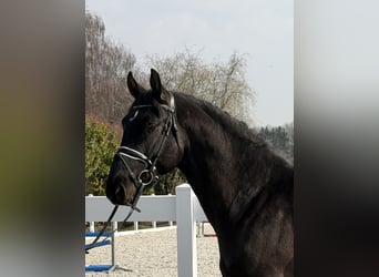Schweres Warmblut, Wałach, 3 lat, 162 cm, Kara
