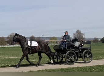 Schweres Warmblut, Wałach, 3 lat, 162 cm, Kara