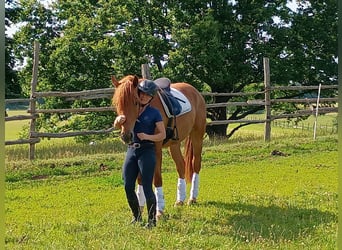 Schweres Warmblut, Wałach, 3 lat, 162 cm, Kasztanowata