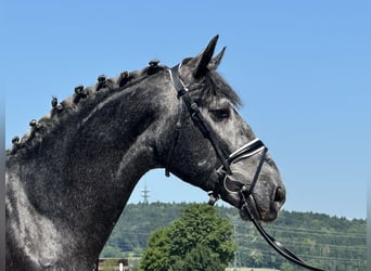 Schweres Warmblut, Wałach, 3 lat, 162 cm, Siwa jabłkowita