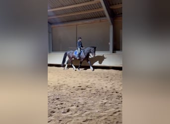 Schweres Warmblut, Wałach, 3 lat, 163 cm, Ciemnogniada