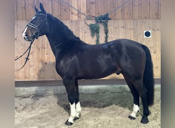 Schweres Warmblut, Wałach, 3 lat, 164 cm, Ciemnogniada