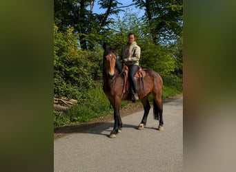 Schweres Warmblut, Wałach, 3 lat, 164 cm, Gniada