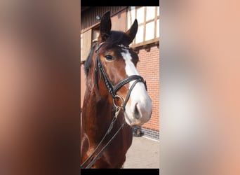 Schweres Warmblut, Wałach, 3 lat, 164 cm, Gniada