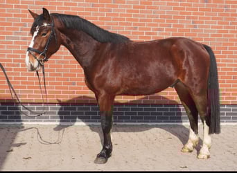Schweres Warmblut, Wałach, 3 lat, 164 cm, Gniada