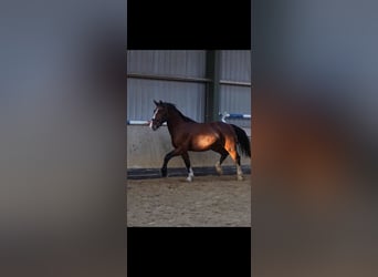 Schweres Warmblut, Wałach, 3 lat, 164 cm, Gniada