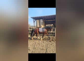 Schweres Warmblut, Wałach, 3 lat, 164 cm, Gniada
