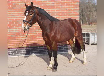 Schweres Warmblut, Wałach, 3 lat, 164 cm, Gniada