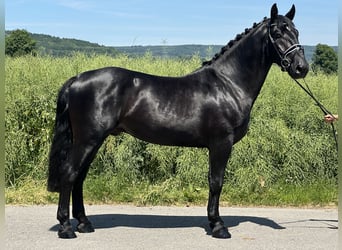 Schweres Warmblut, Wałach, 3 lat, 164 cm, Kara