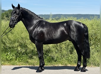 Schweres Warmblut, Wałach, 3 lat, 164 cm, Kara