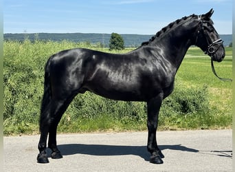 Schweres Warmblut, Wałach, 3 lat, 164 cm, Kara
