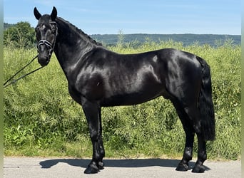 Schweres Warmblut, Wałach, 3 lat, 164 cm, Kara