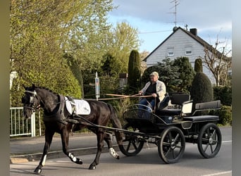 Schweres Warmblut, Wałach, 3 lat, 164 cm, Kara
