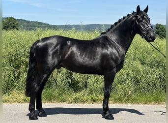 Schweres Warmblut, Wałach, 3 lat, 164 cm, Kara