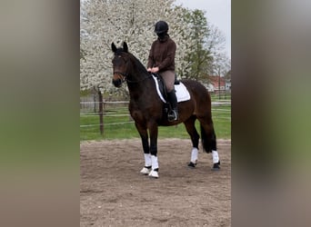 Schweres Warmblut, Wałach, 3 lat, 165 cm, Gniada