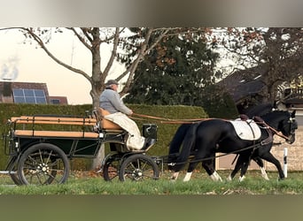 Schweres Warmblut, Wałach, 3 lat, 165 cm, Kara