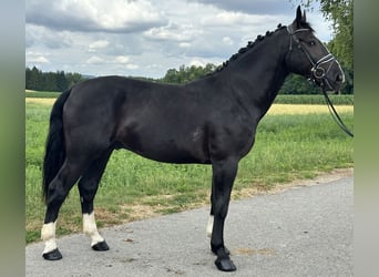 Schweres Warmblut, Wałach, 3 lat, 165 cm, Kara
