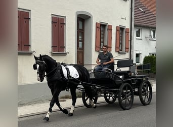 Schweres Warmblut, Wałach, 3 lat, 165 cm, Kara