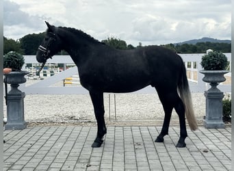 Schweres Warmblut, Wałach, 3 lat, 165 cm, Karosiwa