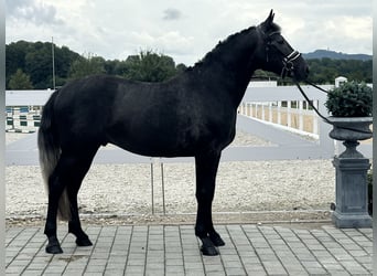Schweres Warmblut, Wałach, 3 lat, 165 cm, Karosiwa
