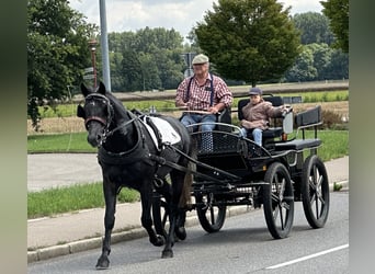 Schweres Warmblut, Wałach, 3 lat, 165 cm, Karosiwa