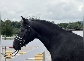 Schweres Warmblut, Wałach, 3 lat, 165 cm, Karosiwa